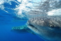   Whale sharks Isla Mujeres Mexico. Taken Nikon D60 1024 lens Sea housing Mexico 10-24 10 24  